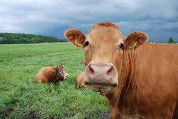 electric fence energiser