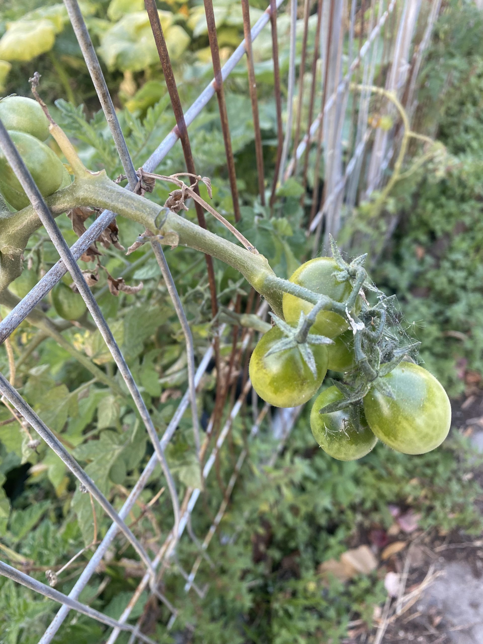 plants and metal fencing